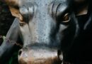Altcoins, NFTs Lure Risk-On Buyers: Crypto Daybook Americas